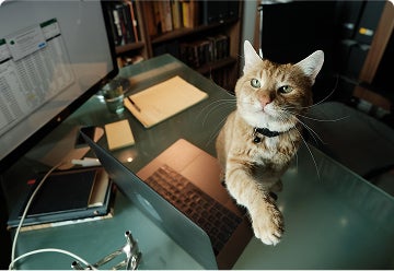A cat on a desk near laptop