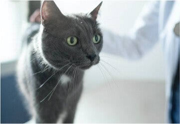 A black cat at the veterinary consultation.