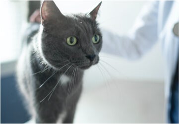Cat at the veterinarian's office looking for pet food