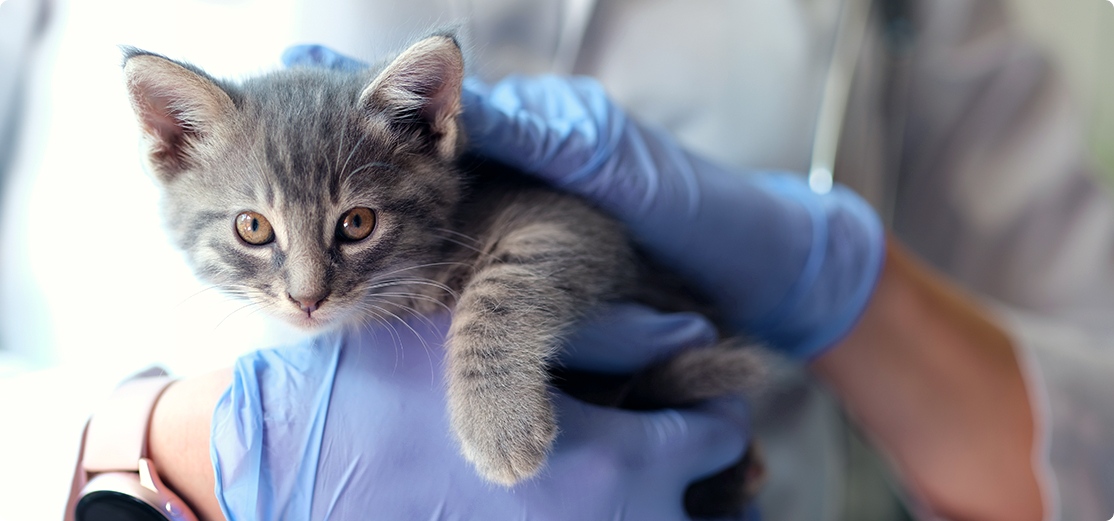Cat being gently examined by a veterinary professional in a modern clinic