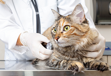 Cat examination on Vet