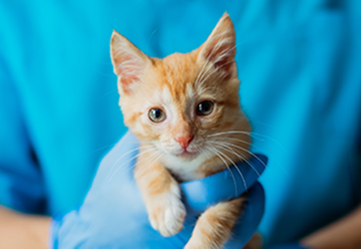 Orange kitten on veterinary hands