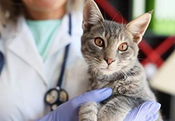 Medical Feline Health