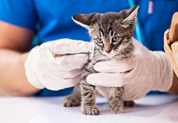 Small kitten examination veterinary