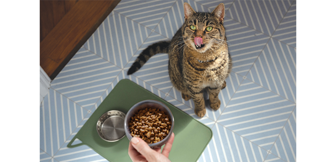 cat looking up at a cat food bowl