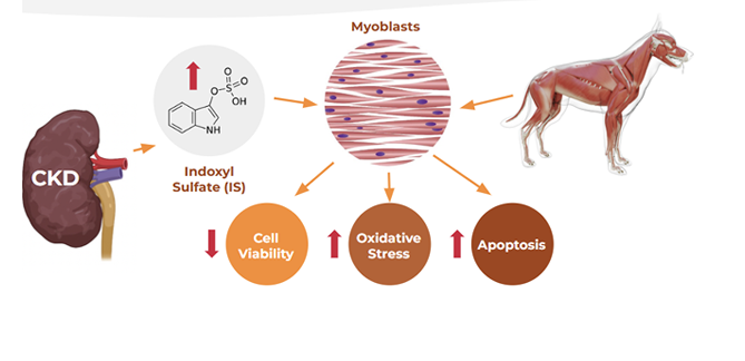 Infograph explaining how gut-derived uremic toxins negatively impact quality of life for CKD patients