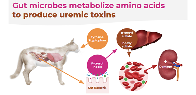 Infograph explaining how pet's gut microbes metabolize amino acids to produce uremic toxins