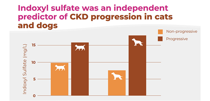  Bargraph explaining how Indoxyl Sulphate predicts CKD progression in cats and dogs 